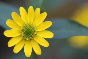 פרח - הצעד הראשון