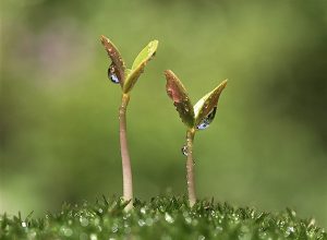 Wet Seedling --- Image by © Royalty-Free/Corbis