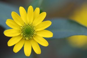 פרח - הצעד הראשון