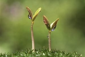 Wet Seedling --- Image by © Royalty-Free/Corbis